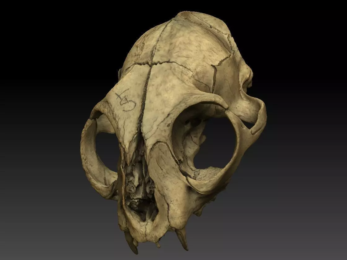 High definition scan of a cat skull with texture map 3D model_0