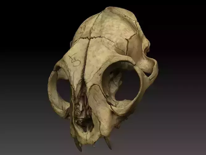 High definition scan of a cat skull with texture map 3D model