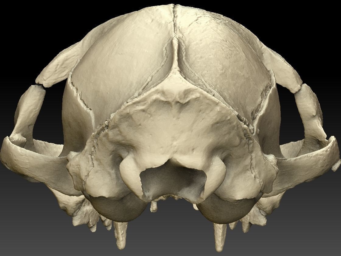 High definition scan of a cat skull with texture map 3D model_13