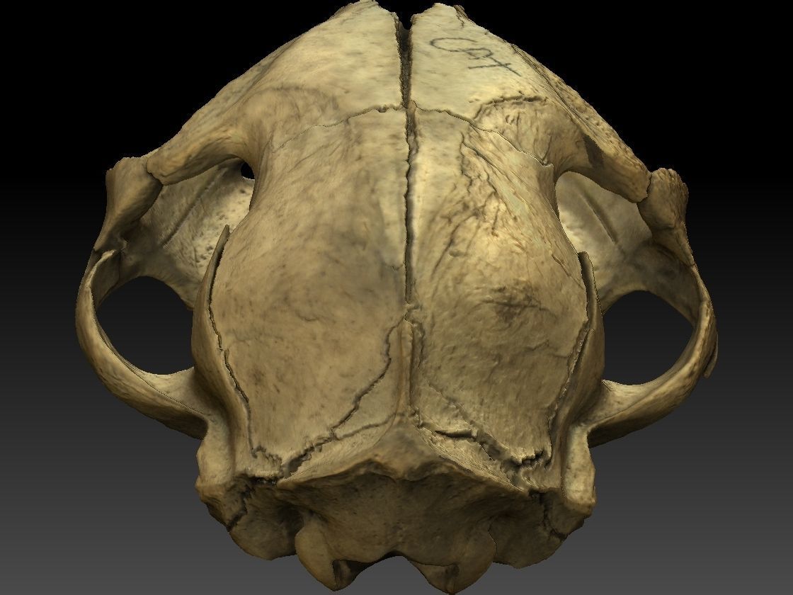 High definition scan of a cat skull with texture map 3D model_7
