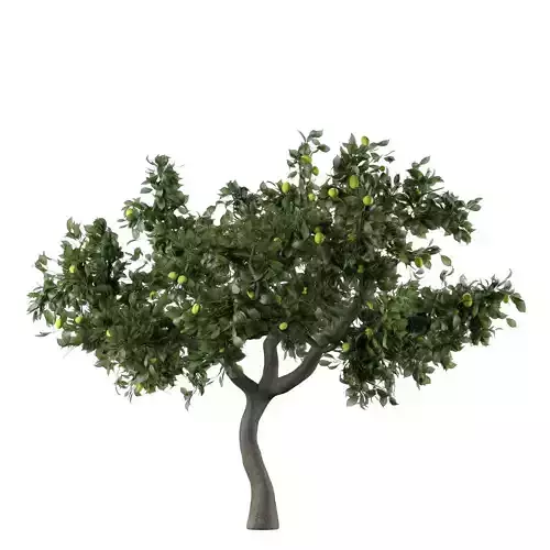 Lemon Tree Fruit 3d model