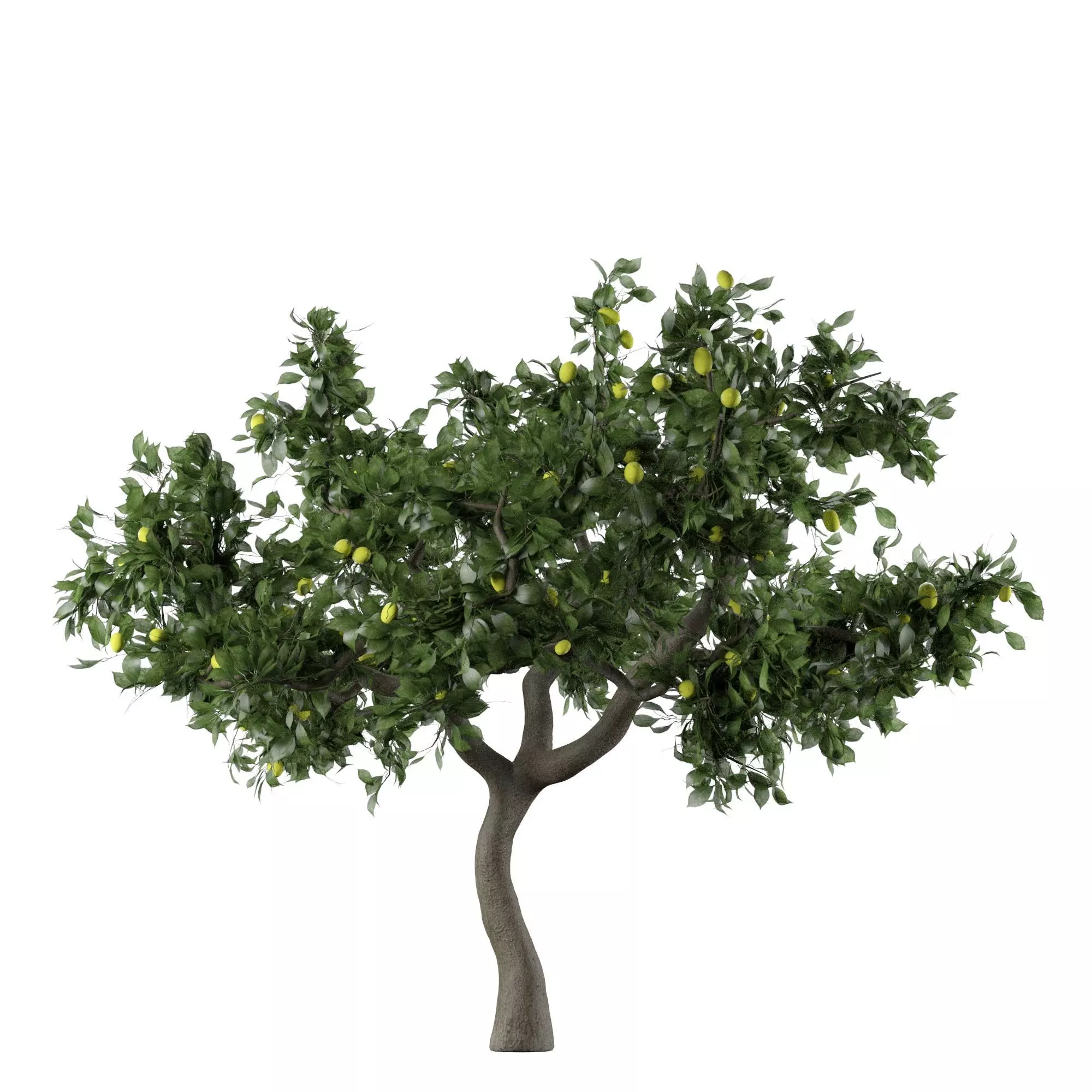 Lemon Tree Fruit 3d model 3D model_0