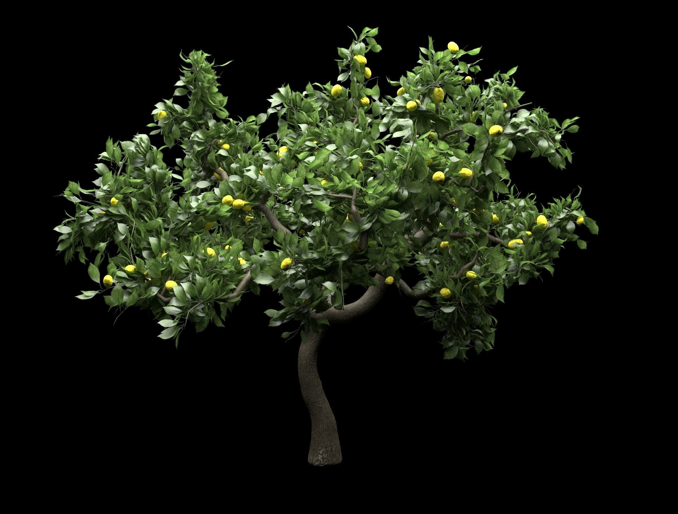 Lemon Tree Fruit 3d model 3D model_3