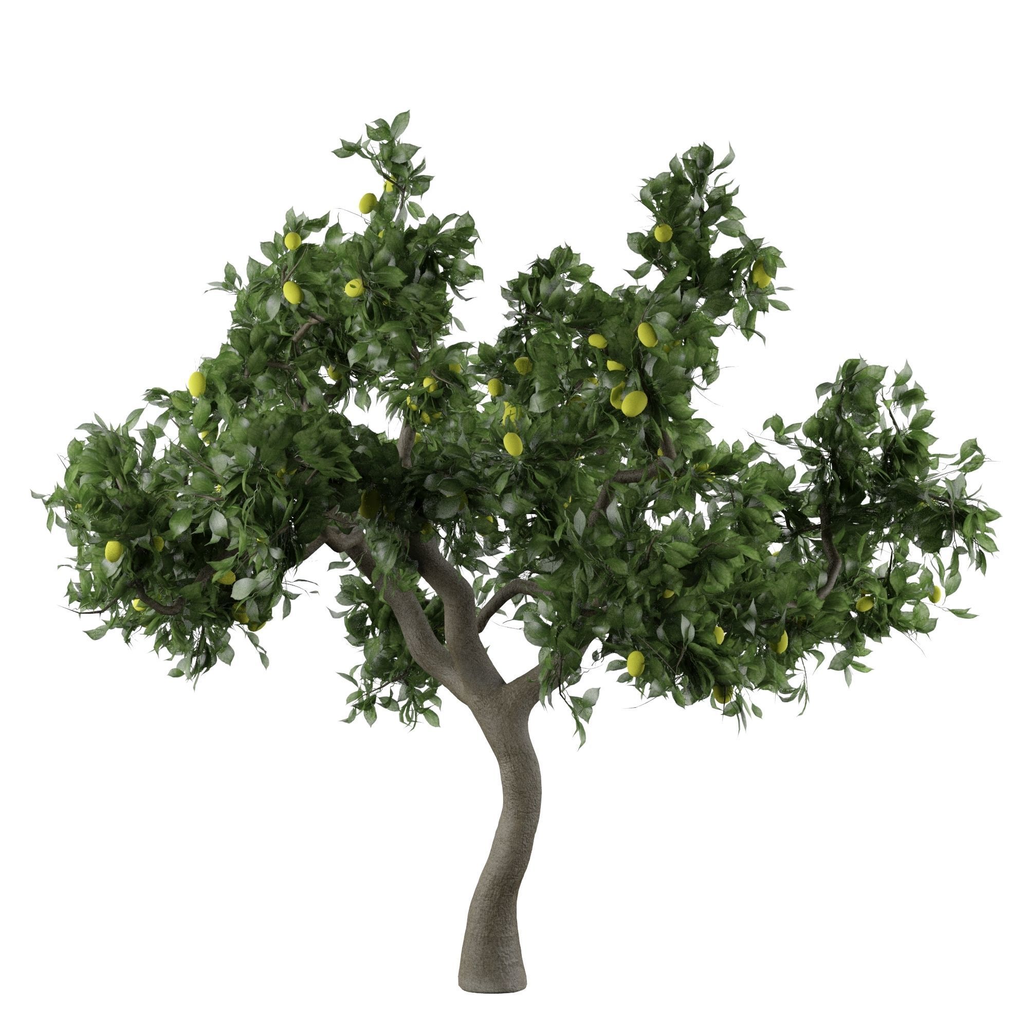 Lemon Tree Fruit 3d model 3D model_1