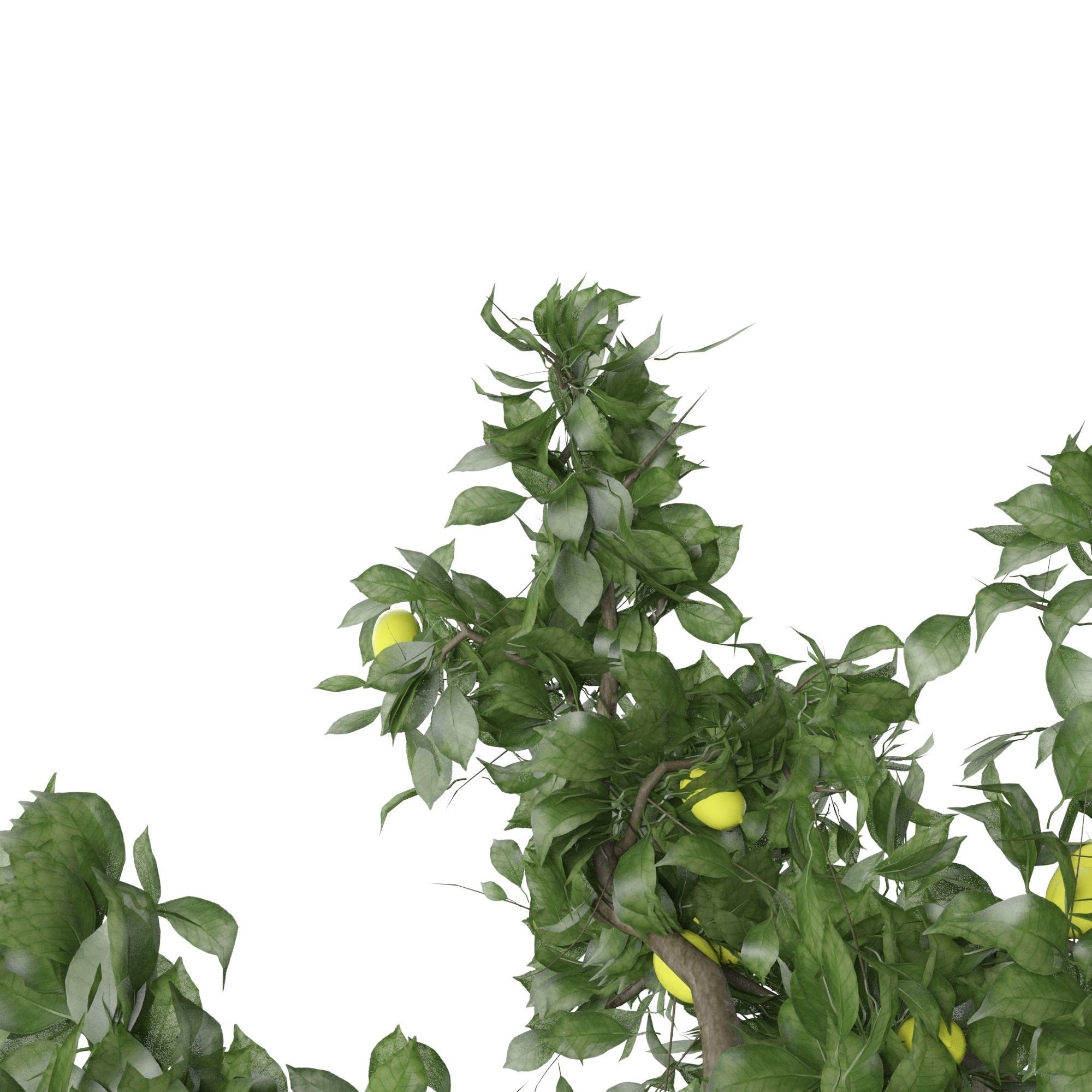 Lemon Tree Fruit 3d model 3D model_2
