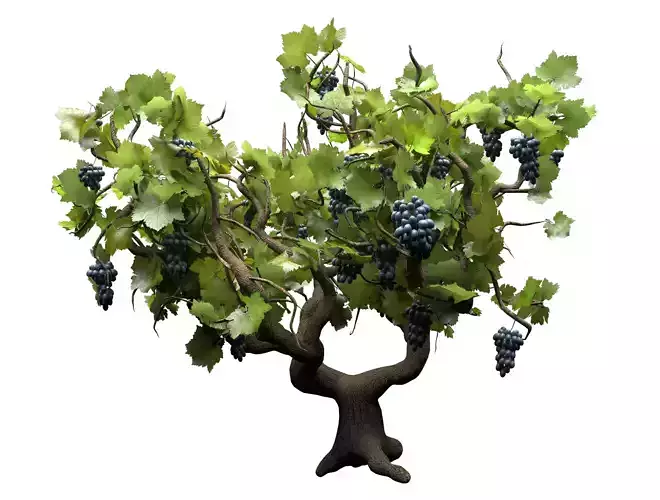 Italian Wine Plant grapes 3d model 3D model