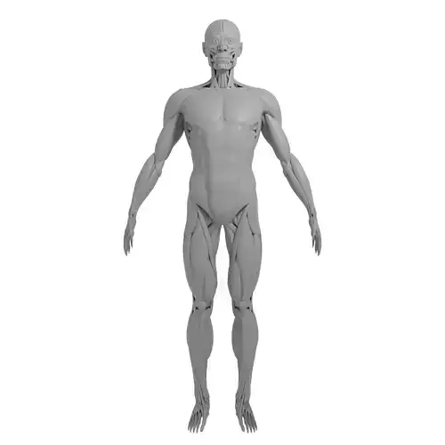 anatomy 3d model human skeleton - human skeleton
