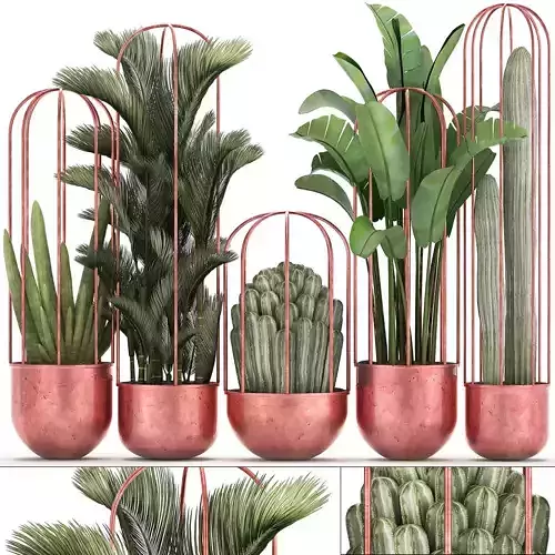 Collection of Exotic Plants in copper pots 45