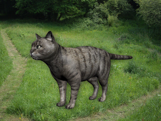 Cat in grass Low-poly 3D model_1