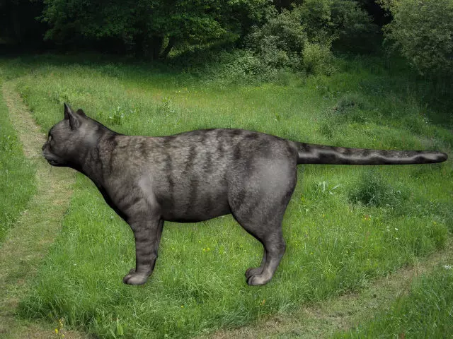 Cat in grass Low-poly 3D model_0