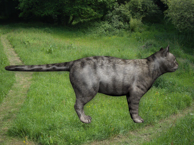 Cat in grass Low-poly 3D model_2