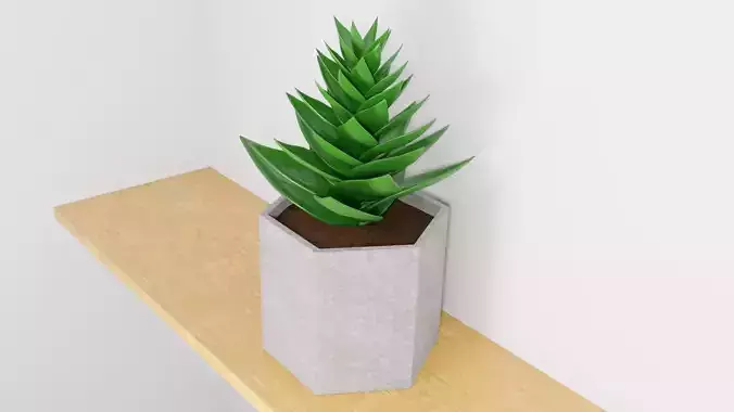 potted succulent plant