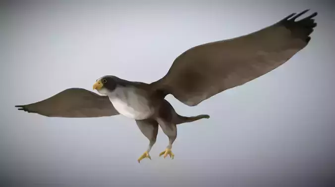 Falcon eagle in flight