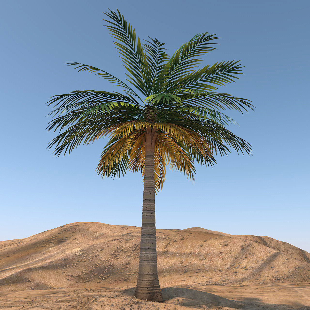 Queen Palm Tree 3D model_1