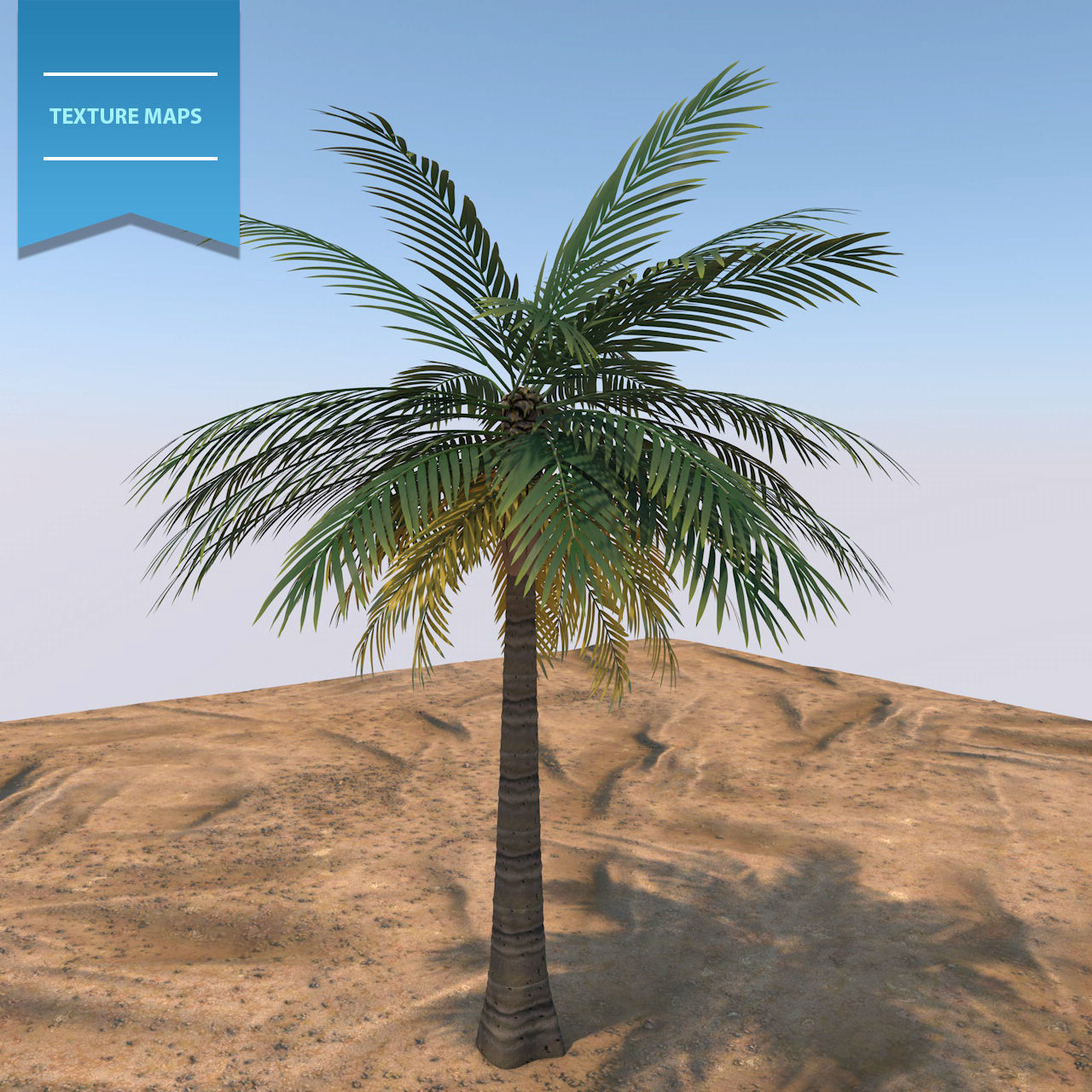 Queen Palm Tree 3D model_5