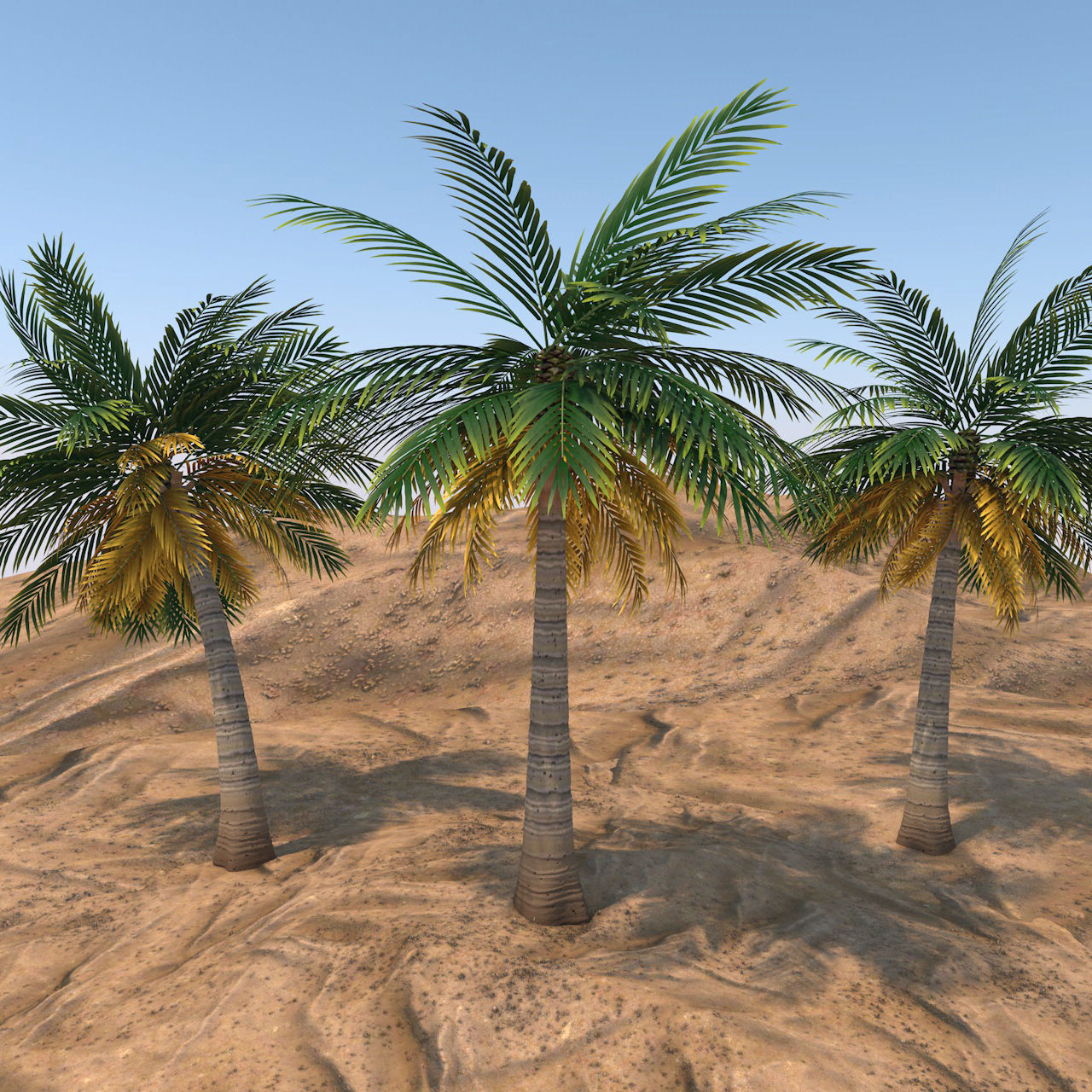 Queen Palm Tree 3D model_4