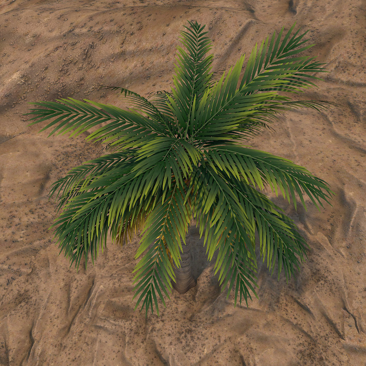 Queen Palm Tree 3D model_3