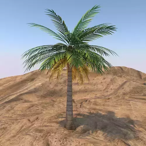 Queen Palm Tree 3D model