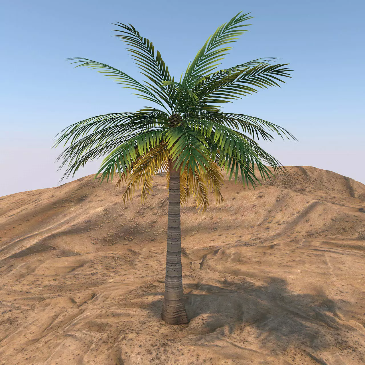 Queen Palm Tree 3D model_0