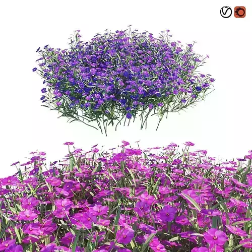 Phlox subulata Zwergenteppich 3D model