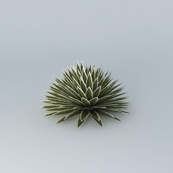 Agave Ground Free 3D model_2