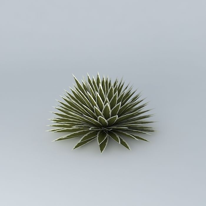 Agave Ground Free 3D model_1