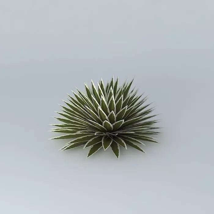Agave Ground Free 3D model_0