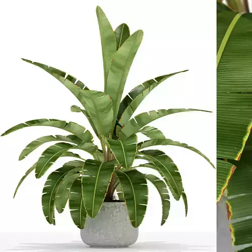 Plants collection 173