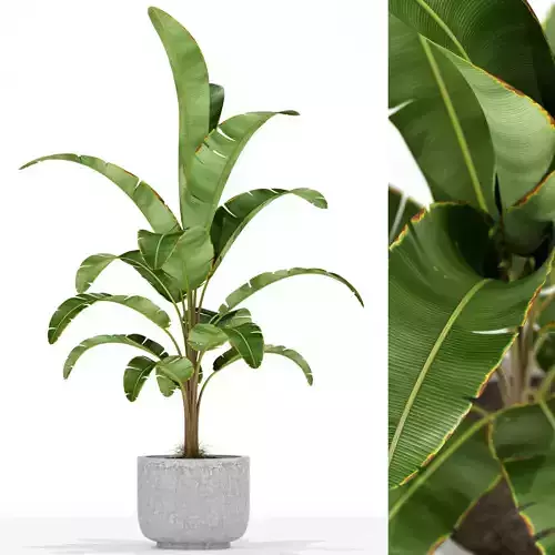 Plants collection 174