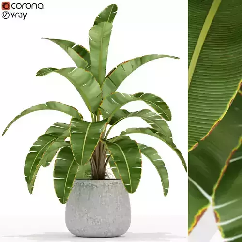 Plants collection 175