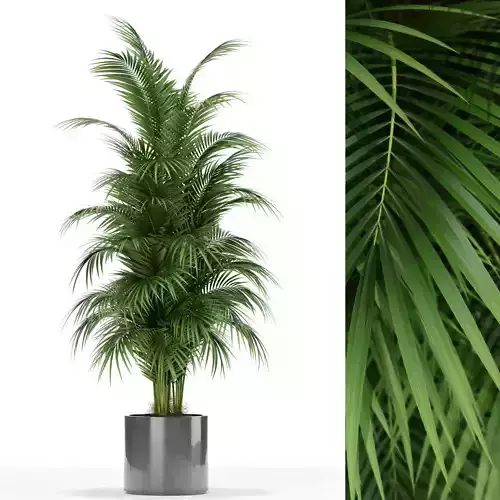 Plants collection 176