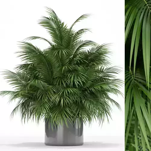 Plants collection 177