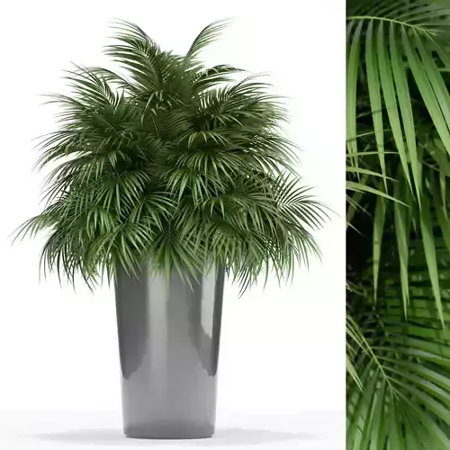 Plants collection 178