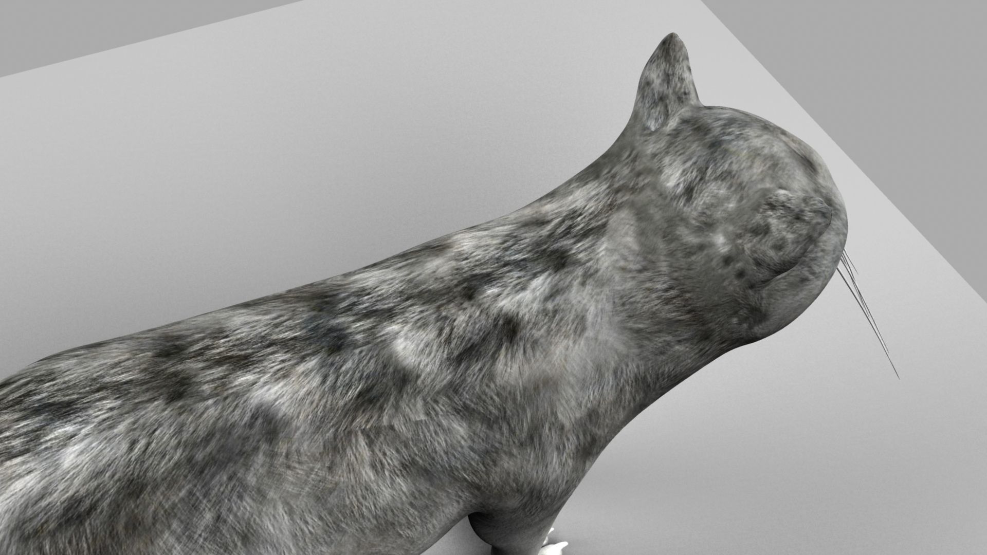 3D Cat with eyes 3D model_14