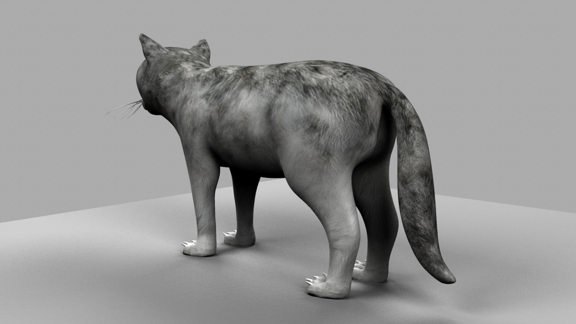 3D Cat with eyes 3D model_9