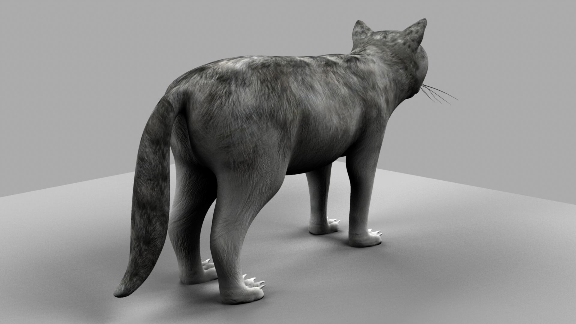 3D Cat with eyes 3D model_10