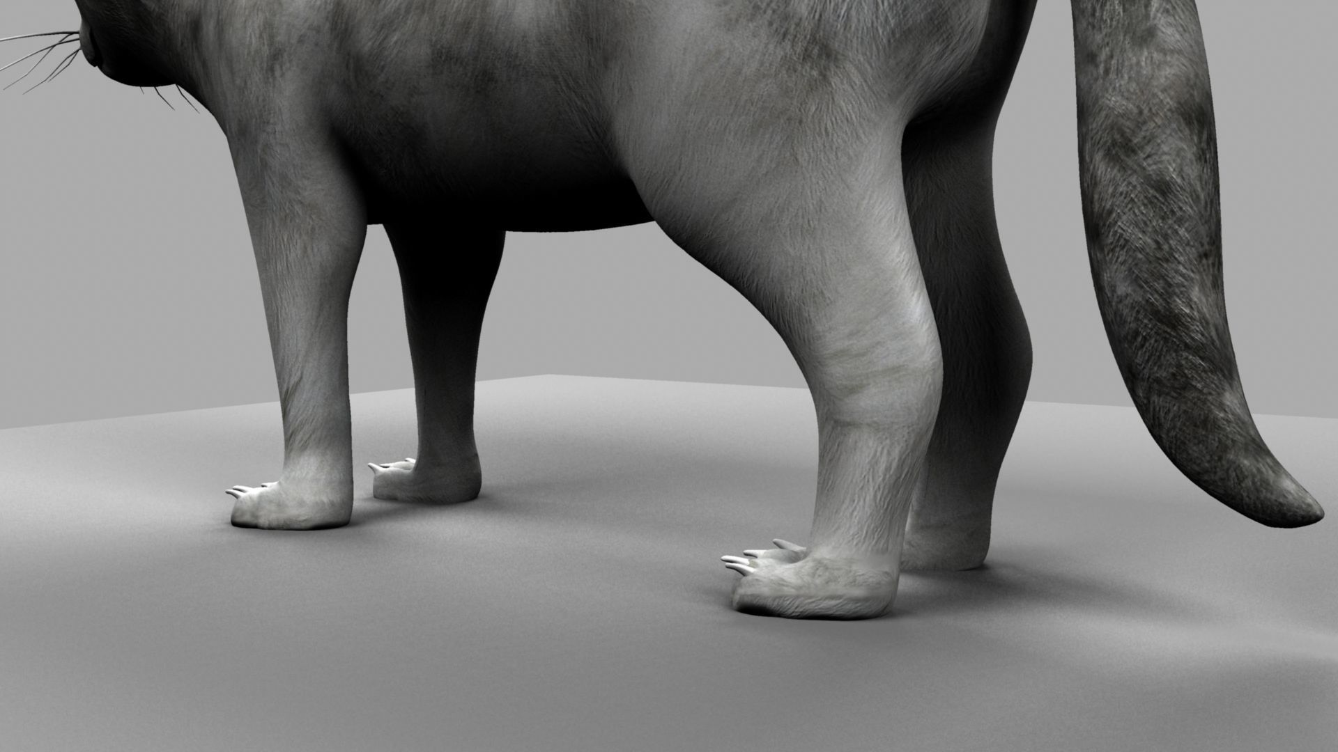 3D Cat with eyes 3D model_19