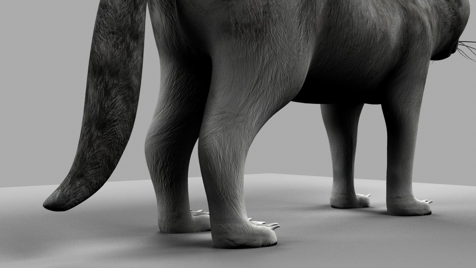 3D Cat with eyes 3D model_21