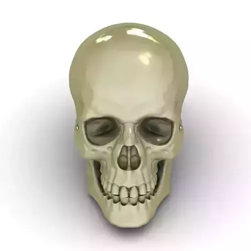 Human Skull Model
