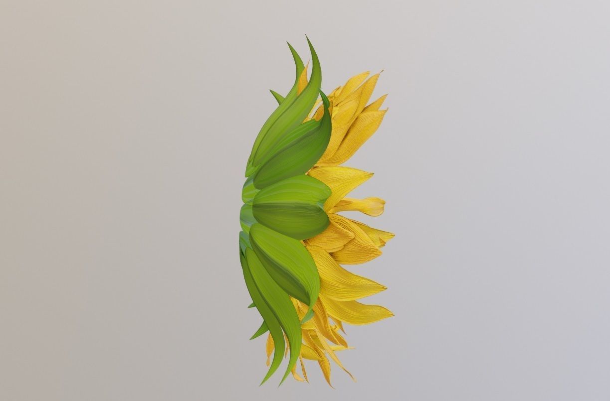 sunflower decoration flower pot  Low-poly 3D model_14
