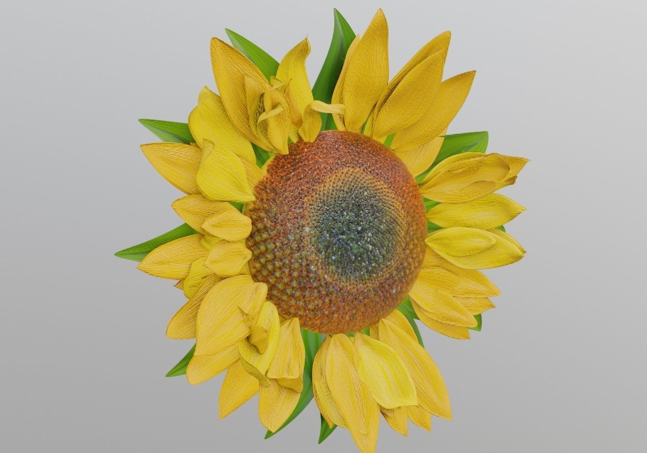 sunflower decoration flower pot  Low-poly 3D model_13