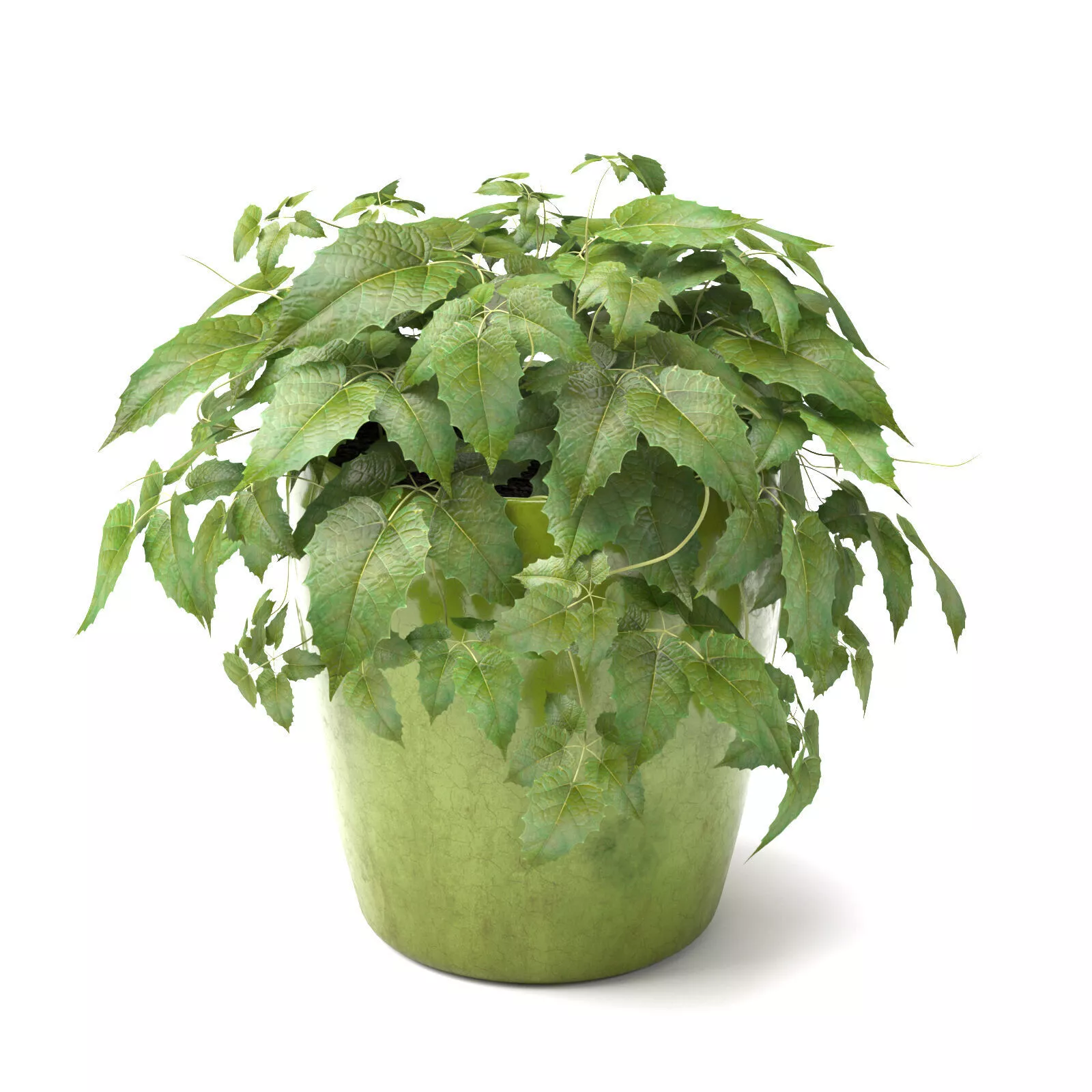 Cissus antarctica 3D model