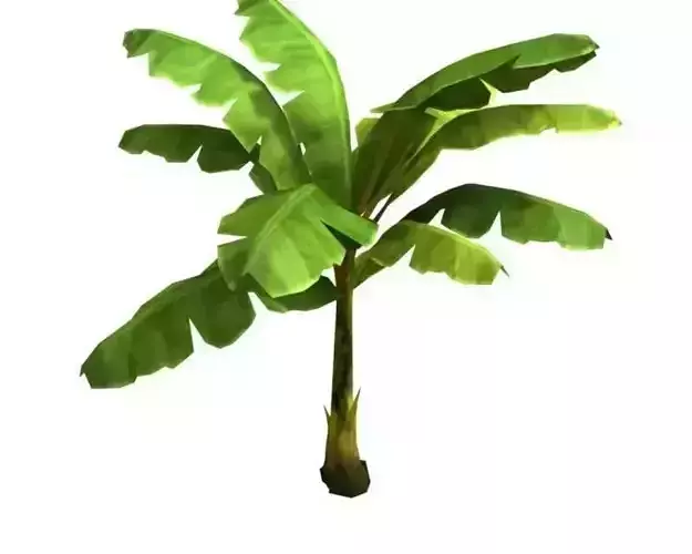 Banana tree