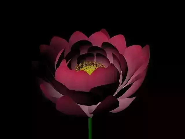 Lotus flower