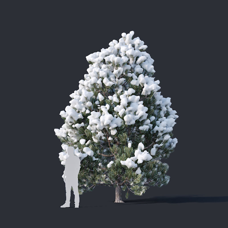 Pinus sylvestris Nr9 H3-6m Winter Five tree set 3D model_3