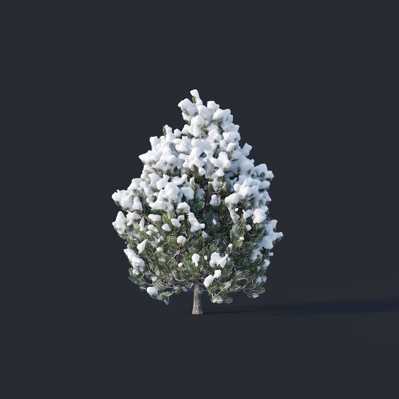 Pinus sylvestris Nr9 H3-6m Winter Five tree set 3D model_4