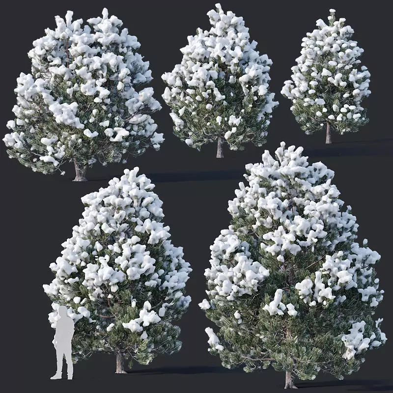 Pinus sylvestris Nr9 H3-6m Winter Five tree set 3D model_0