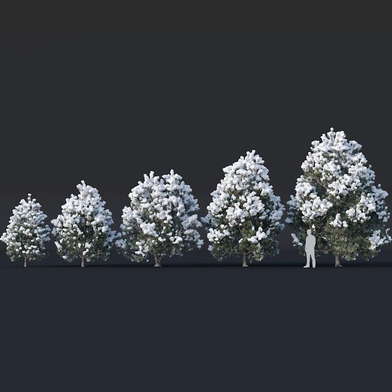 Pinus sylvestris Nr9 H3-6m Winter Five tree set 3D model_1