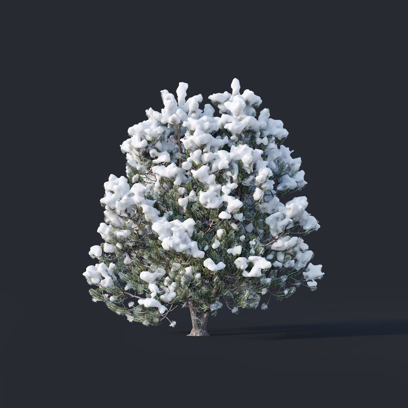 Pinus sylvestris Nr9 H3-6m Winter Five tree set 3D model_2