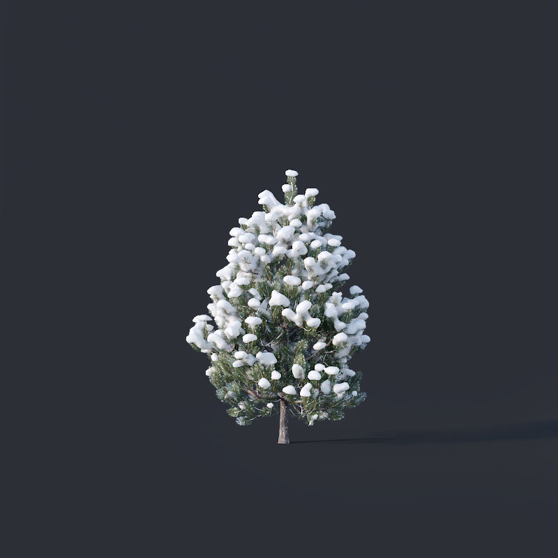 Pinus sylvestris Nr9 H3-6m Winter Five tree set 3D model_6